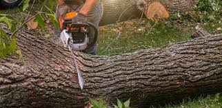 Trusted Harlan, KY Tree Care Services Experts