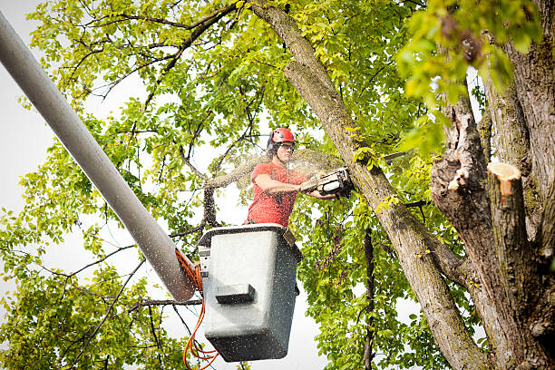 How Our Tree Care Process Works  in  Harlan, KY